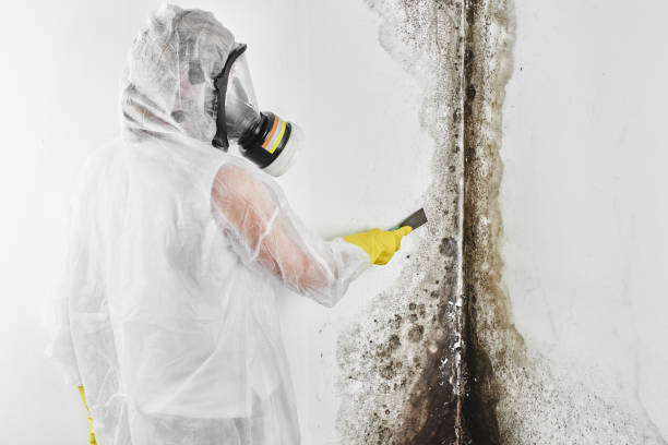 Best Affordable Mold Removal  in Rural Hall, NC