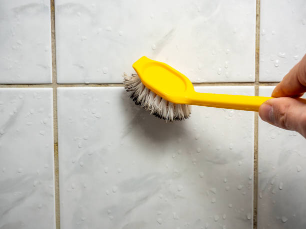 Best Certified Mold Removal  in Rural Hall, NC