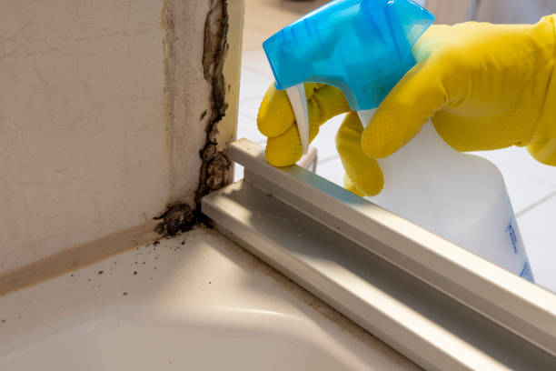 Best Fast Mold Removal  in Rural Hall, NC