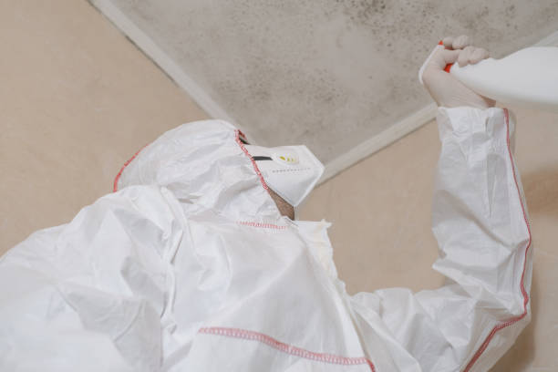 Best Black Mold Removal  in Rural Hall, NC