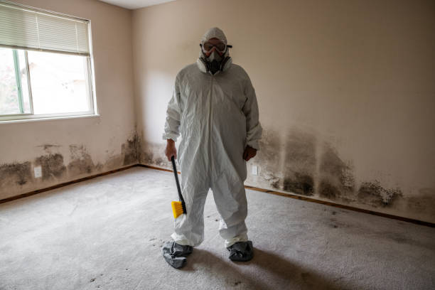 Best Certified Mold Removal  in Rural Hall, NC