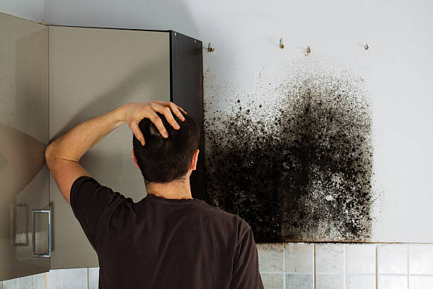 Best Mold Testing  in Rural Hall, NC